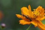 images/recent-photos/Margined-Soldier-Beetle-(Chauliognathus-Marginatus)-[IMG_2904].jpg